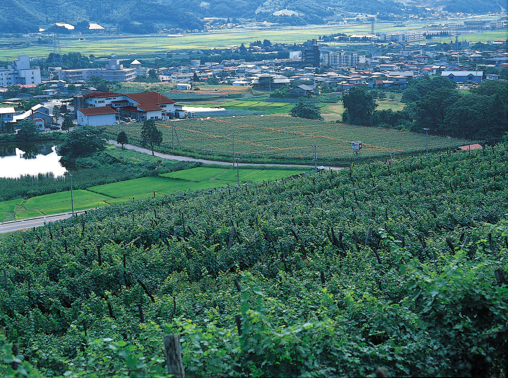 タケダワイナリー		の写真
