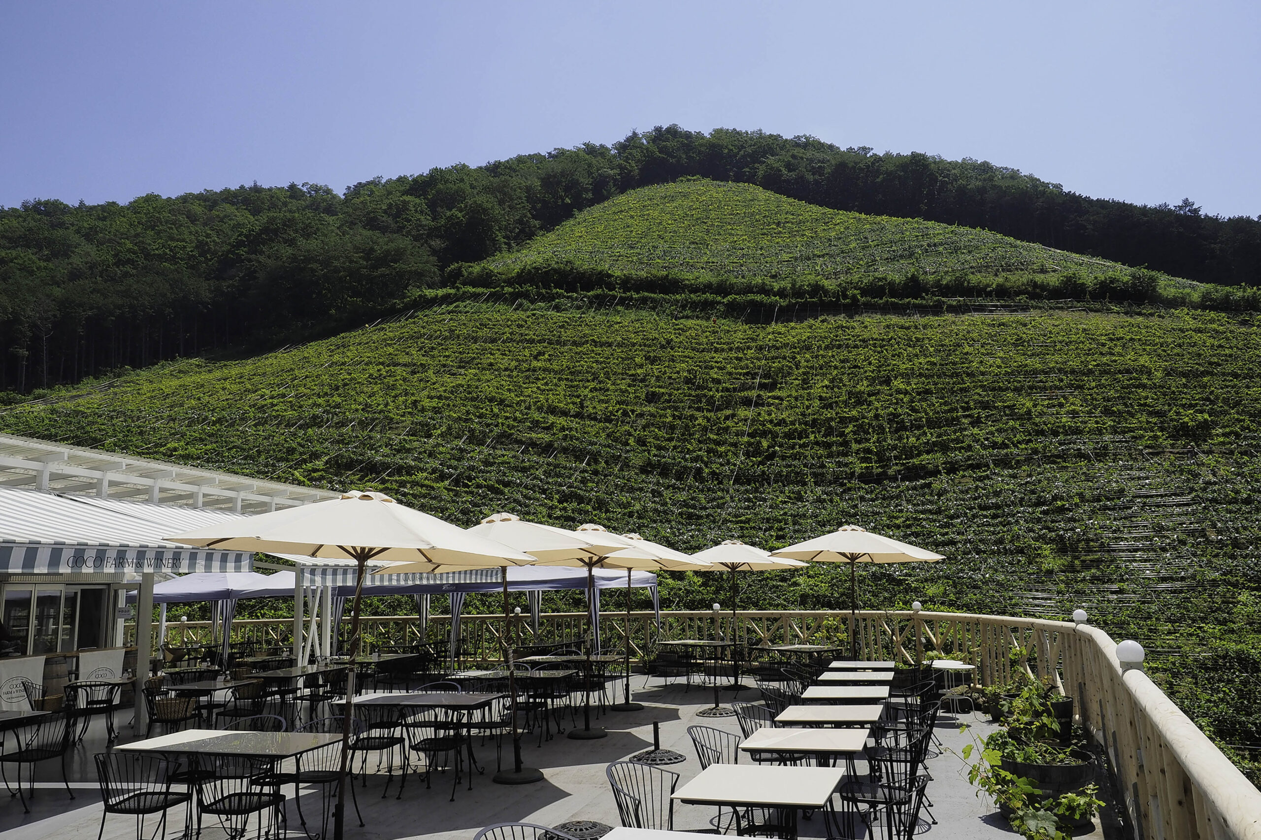 ココ・ファームワイナリーの写真