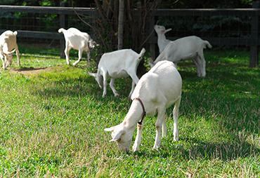 ドメーヌレゾンの写真