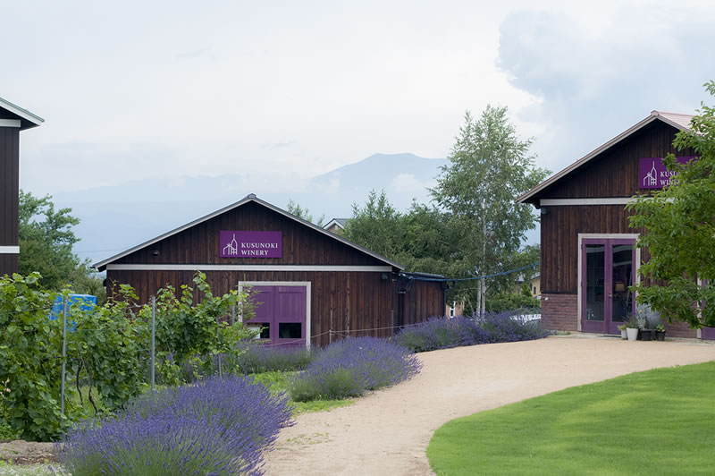 楠わいなりーの写真